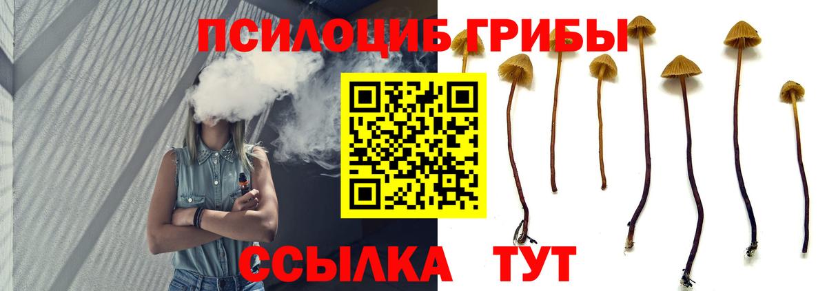 Псилоцибиновые грибы Psilocybine cubensis Светлоград